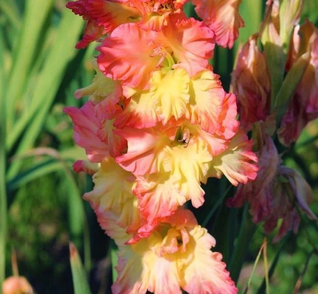 Гладиолус Манго Мус - Mango Muse 109596 фото
