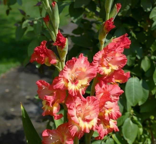 Гладиолус Манго Мус - Mango Muse 109596 фото