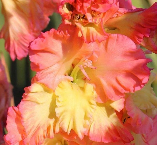 Гладиолус Манго Мус - Mango Muse 109596 фото