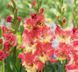 Гладиолус Манго Мус - Mango Muse 109596 фото 1