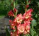 Гладиолус Манго Мус - Mango Muse 109596 фото 6