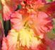 Гладиолус Манго Мус - Mango Muse 109596 фото 3