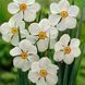 Нарцис Actaea 109932 фото 1