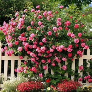 Троянда плетиста рожева Family Pink 108175 фото