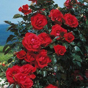 Троянда плетиста червона Family Red 108177 фото