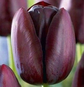 Тюльпан Queen of Night (Фасовка: 2 шт) 102857 фото