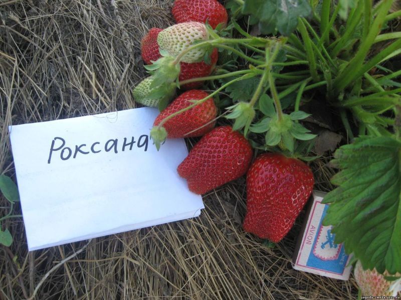 Роксана 106077 фото